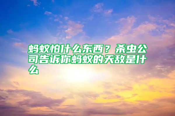 螞蟻怕什么東西？殺蟲公司告訴你螞蟻的天敵是什么