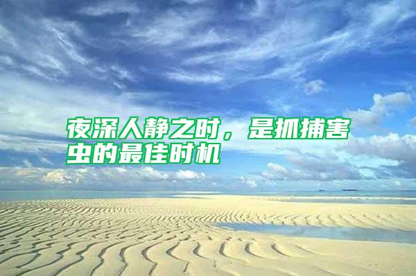 夜深人靜之時(shí)，是抓捕害蟲(chóng)的最佳時(shí)機(jī)