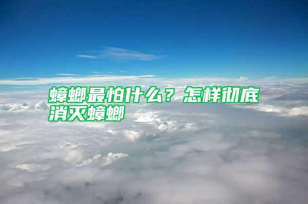 蟑螂最怕什么？怎樣徹底消滅蟑螂