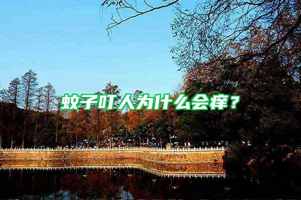 蚊子叮人為什么會(huì)癢？