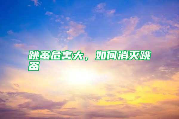 跳蚤危害大，如何消滅跳蚤