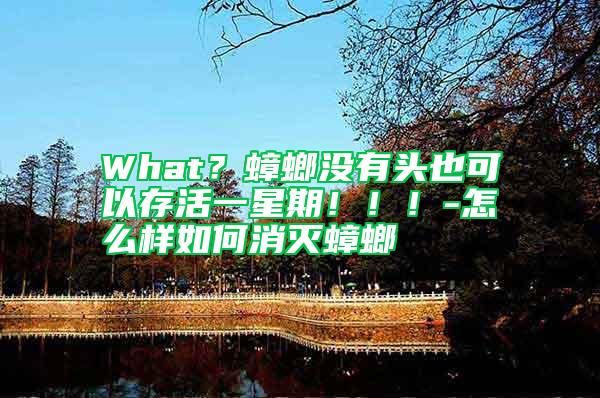 What？蟑螂沒有頭也可以存活一星期?。?！-怎么樣如何消滅蟑螂