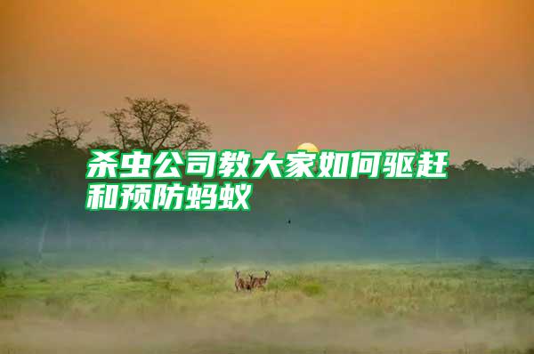 殺蟲(chóng)公司教大家如何驅(qū)趕和預(yù)防螞蟻