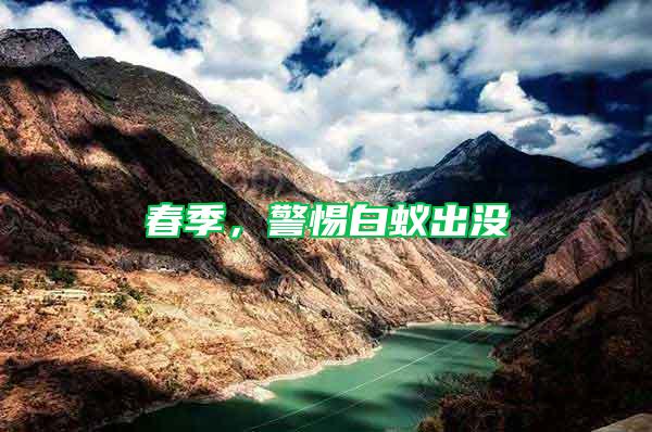春季，警惕白蟻出沒