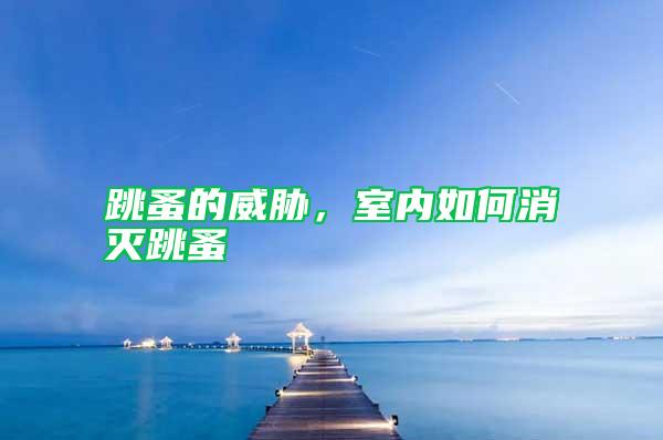 跳蚤的威脅，室內(nèi)如何消滅跳蚤