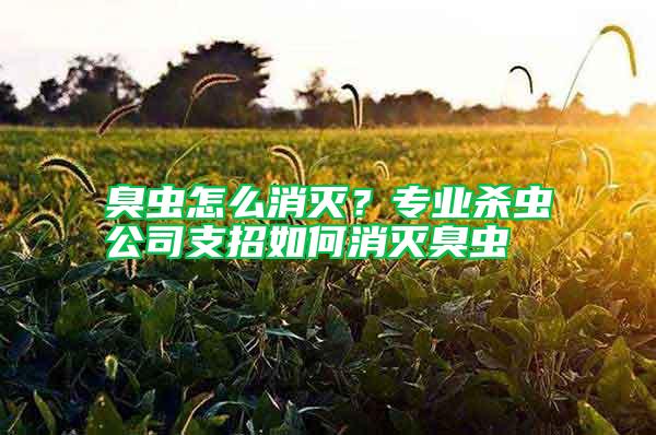 臭蟲怎么消滅？專業(yè)殺蟲公司支招如何消滅臭蟲