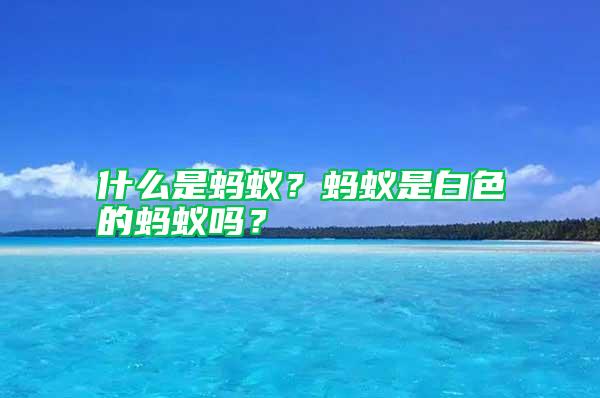 什么是螞蟻？螞蟻是白色的螞蟻嗎？
