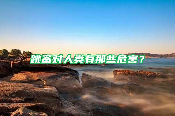 跳蚤對(duì)人類有那些危害？