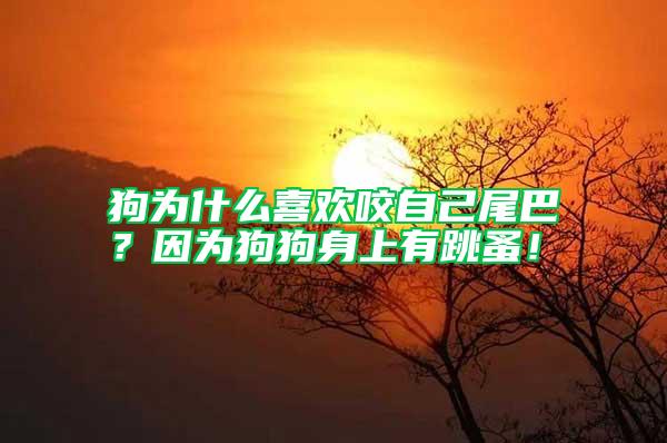狗為什么喜歡咬自己尾巴？因為狗狗身上有跳蚤！