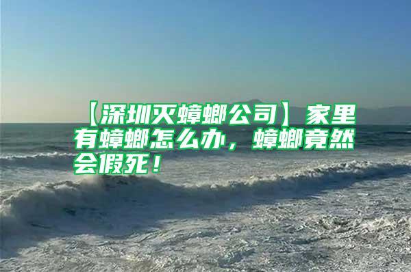 【深圳滅蟑螂公司】家里有蟑螂怎么辦，蟑螂竟然會假死！