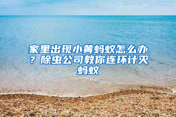 家里出現(xiàn)小黃螞蟻怎么辦？除蟲公司教你連環(huán)計(jì)滅螞蟻