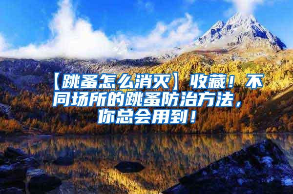 【跳蚤怎么消滅】收藏！不同場所的跳蚤防治方法，你總會用到！
