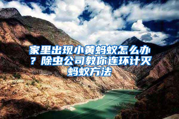 家里出現(xiàn)小黃螞蟻怎么辦？除蟲公司教你連環(huán)計(jì)滅螞蟻方法