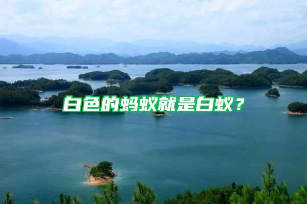 白色的螞蟻就是白蟻？