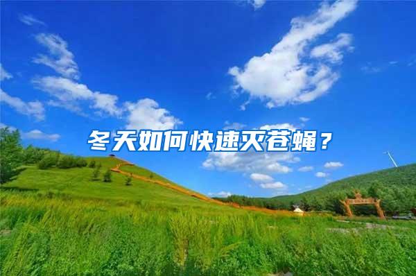 冬天如何快速滅蒼蠅？