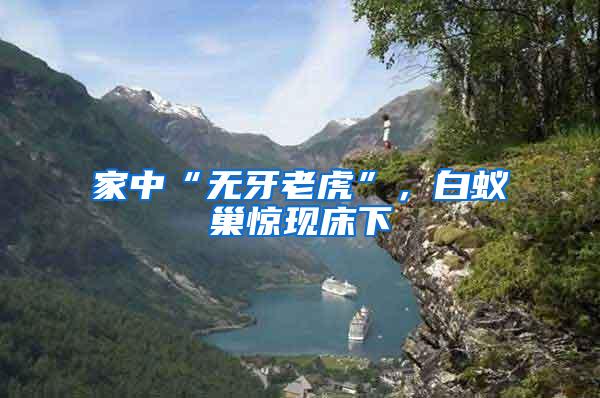 家中“無牙老虎”，白蟻巢驚現(xiàn)床下