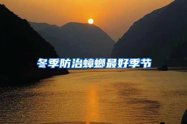 冬季防治蟑螂最好季節(jié)