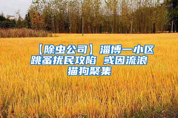 【除蟲公司】淄博一小區(qū)跳蚤擾民攻陷 或因流浪貓狗聚集