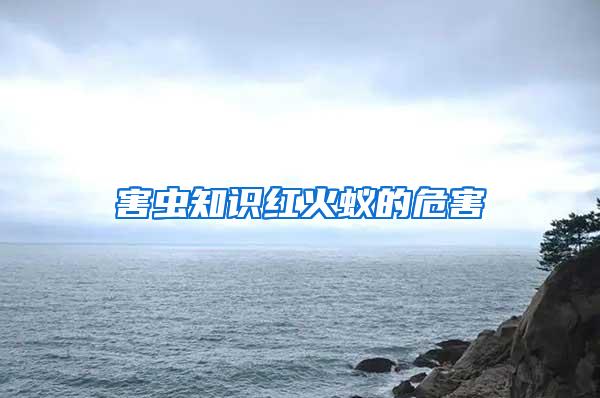 害蟲(chóng)知識(shí)紅火蟻的危害