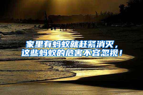 家里有螞蟻就趕緊消滅，這些螞蟻的危害不容忽視！