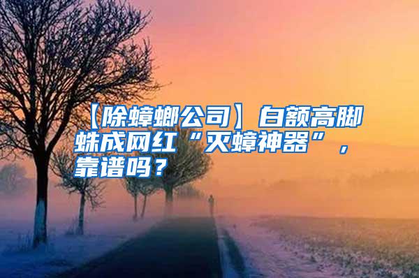 【除蟑螂公司】白額高腳蛛成網(wǎng)紅“滅蟑神器”，靠譜嗎？