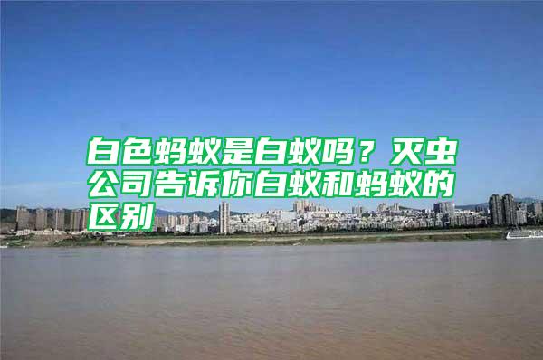 白色螞蟻是白蟻嗎？滅蟲公司告訴你白蟻和螞蟻的區(qū)別