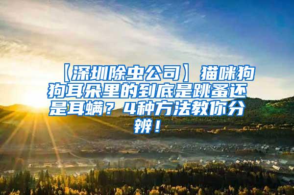 【深圳除蟲公司】貓咪狗狗耳朵里的到底是跳蚤還是耳螨？4種方法教你分辨！