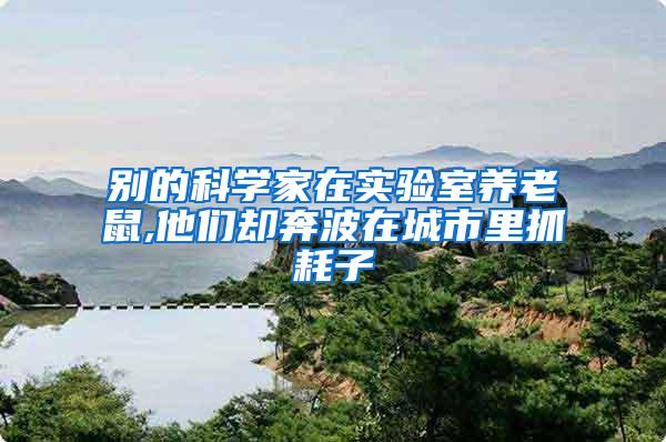 別的科學(xué)家在實(shí)驗(yàn)室養(yǎng)老鼠,他們卻奔波在城市里抓耗子