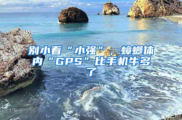 別小看“小強(qiáng)”，蟑螂體內(nèi)“GPS”比手機(jī)牛多了