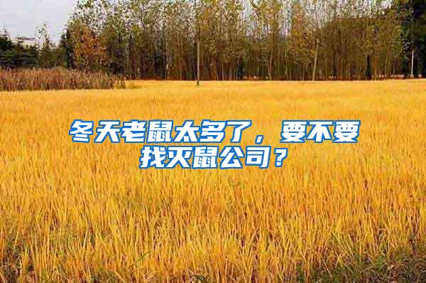 冬天老鼠太多了，要不要找滅鼠公司？