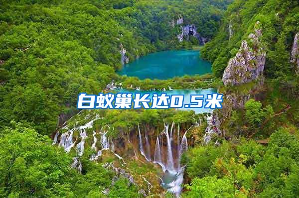 白蟻巢長(zhǎng)達(dá)0.5米