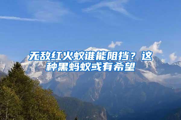 無敵紅火蟻誰能阻擋？這種黑螞蟻或有希望