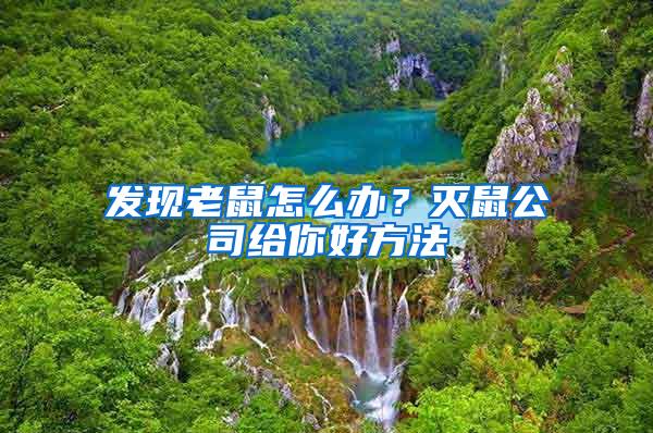 發(fā)現(xiàn)老鼠怎么辦？滅鼠公司給你好方法