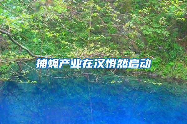 捕蠅產業(yè)在漢悄然啟動