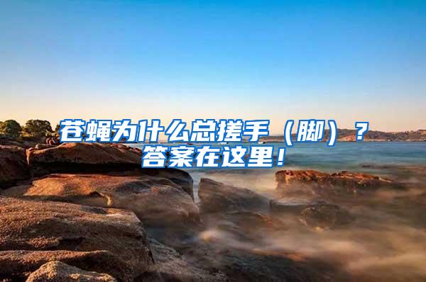 蒼蠅為什么總搓手（腳）？答案在這里！