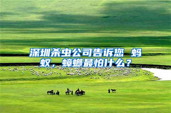 深圳殺蟲公司告訴您 螞蟻，蟑螂最怕什么？