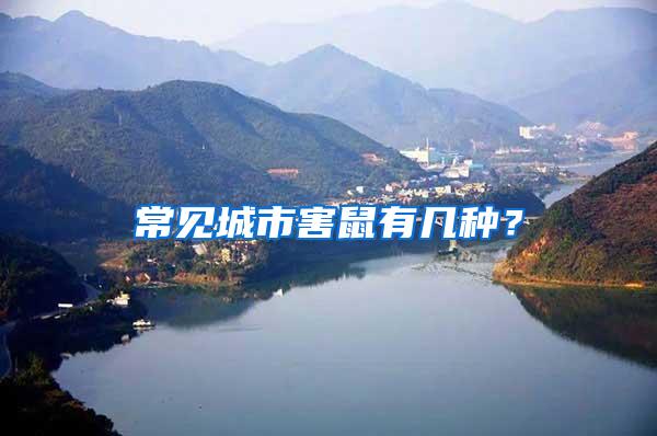 常見城市害鼠有幾種？