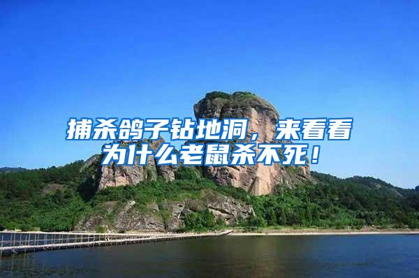 捕殺鴿子鉆地洞，來(lái)看看為什么老鼠殺不死！