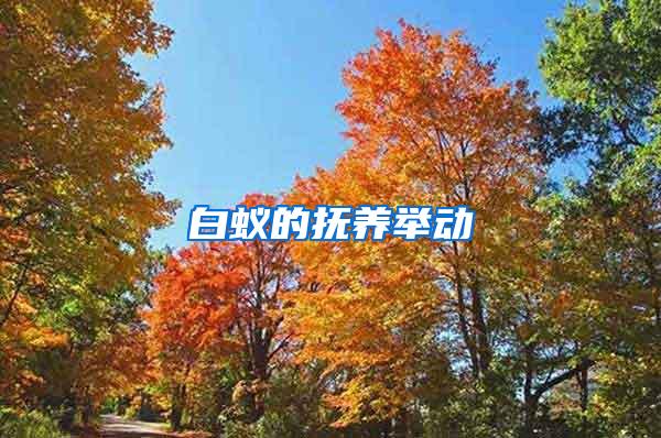 白蟻的撫養(yǎng)舉動(dòng)