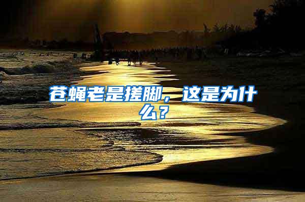 蒼蠅老是搓腳，這是為什么？