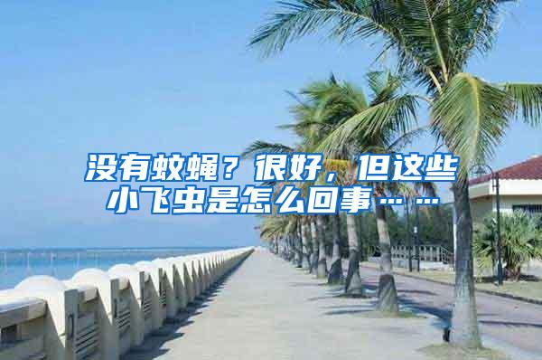 沒有蚊蠅？很好，但這些小飛蟲是怎么回事……