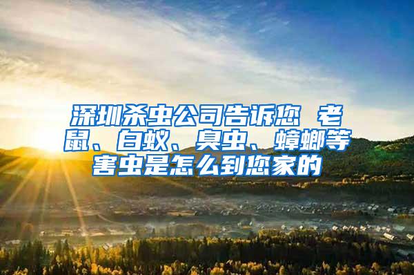 深圳殺蟲公司告訴您 老鼠、白蟻、臭蟲、蟑螂等害蟲是怎么到您家的