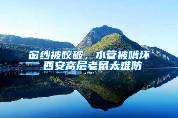 窗紗被咬破，水管被啃壞 西安高層老鼠太難防