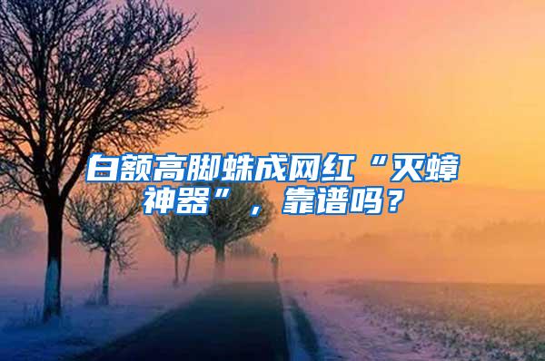 白額高腳蛛成網(wǎng)紅“滅蟑神器”，靠譜嗎？