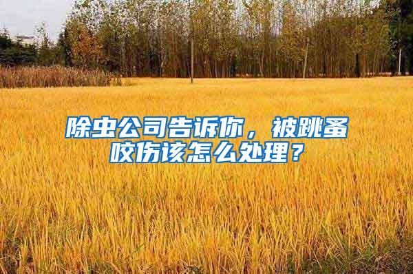 除蟲公司告訴你，被跳蚤咬傷該怎么處理？