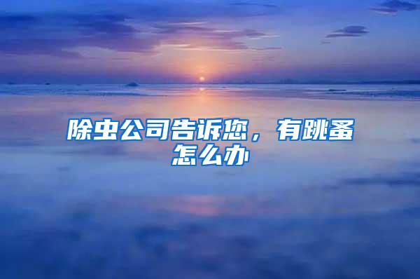 除蟲(chóng)公司告訴您，有跳蚤怎么辦