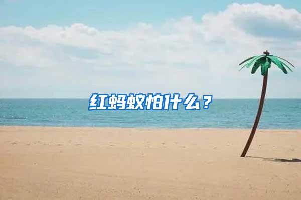 紅螞蟻怕什么？