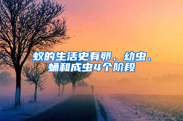 蟻的生活史有卵、幼蟲(chóng)、蛹和成蟲(chóng)4個(gè)階段