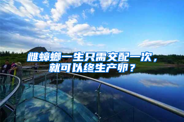 雌蟑螂一生只需交配一次，就可以終生產(chǎn)卵？
