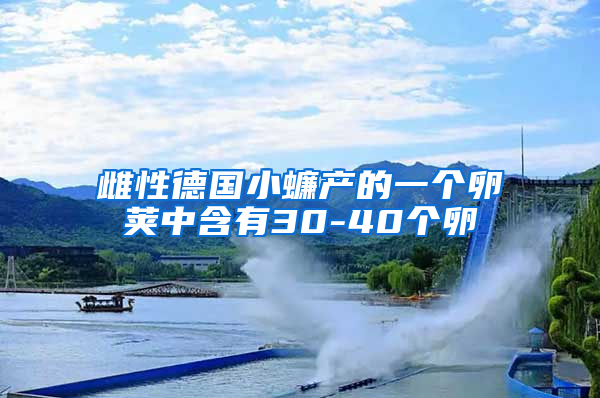 雌性德國小蠊產(chǎn)的一個卵莢中含有30-40個卵